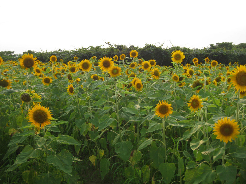 凛と咲き誇るひまわりの花