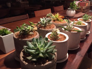富山　家具　多肉植物