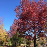 秋を彩る街路樹のアーチ