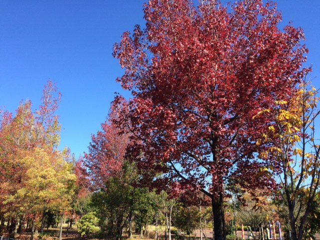 秋を彩る街路樹のアーチ