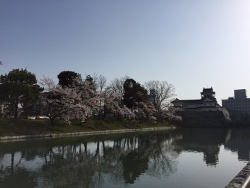 富山　桜