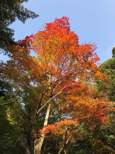 富山　家具　紅葉