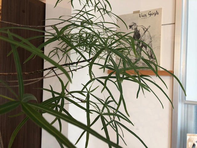 観葉植物とインテリア