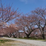 桜、共演