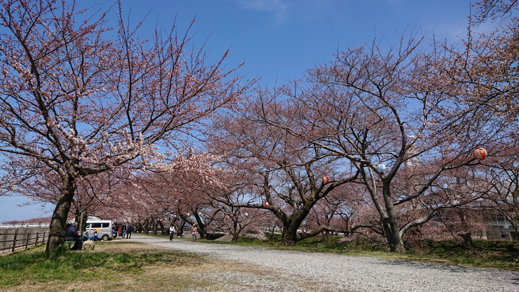 桜、共演