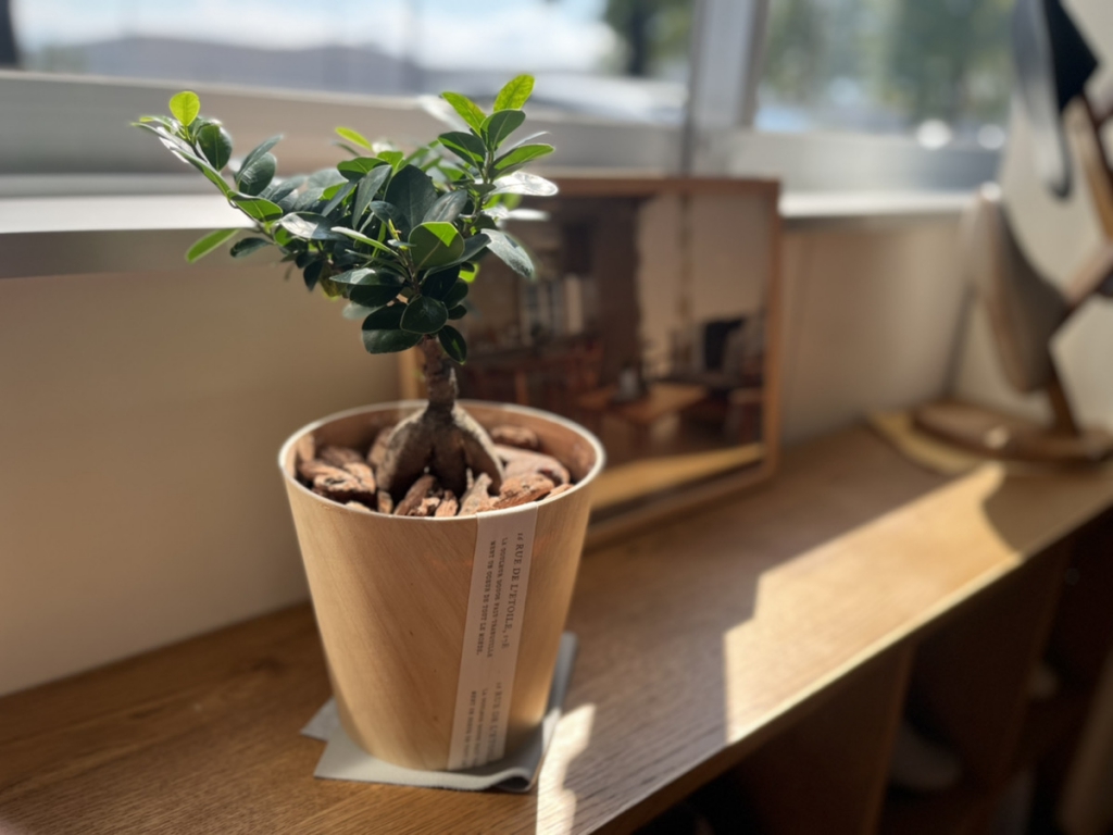 ミヤモト家具　家具　富山　LOWVE　観葉植物