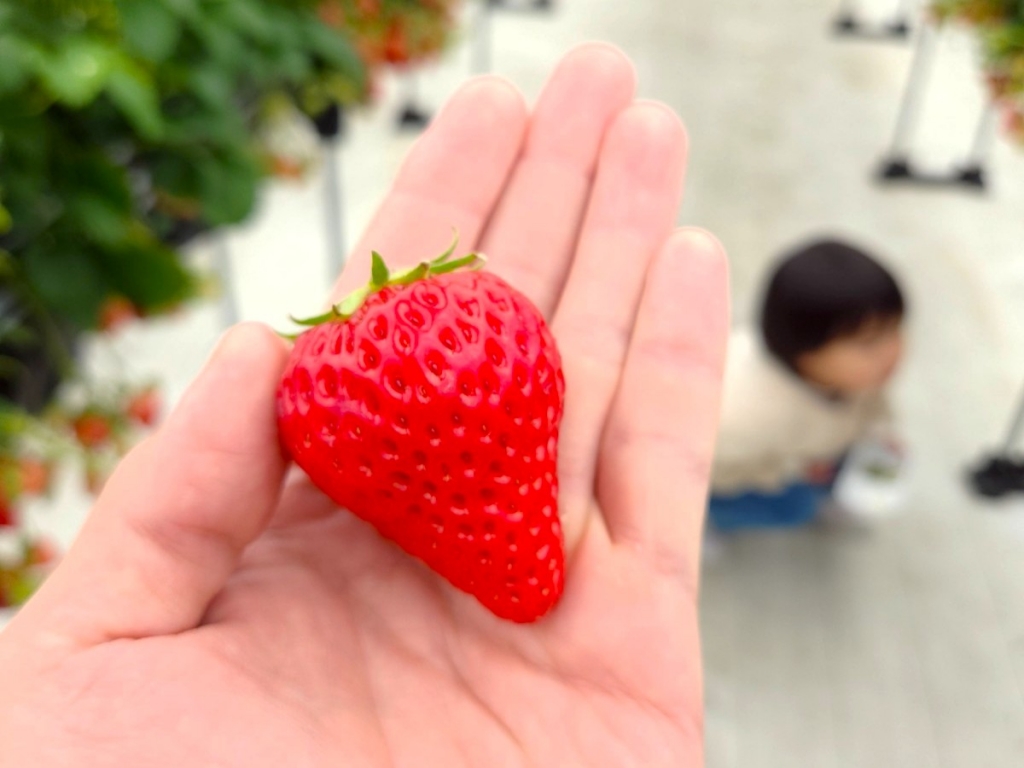 ミヤモト家具、春のお知らせ祭り。