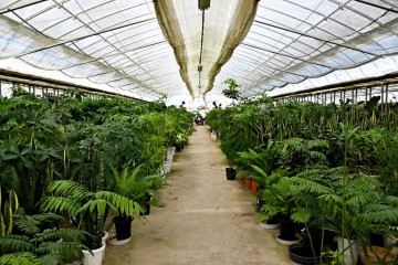 家具　植物　観葉植物　おしゃれ