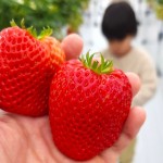 リビングにまつわるエトセトラ。